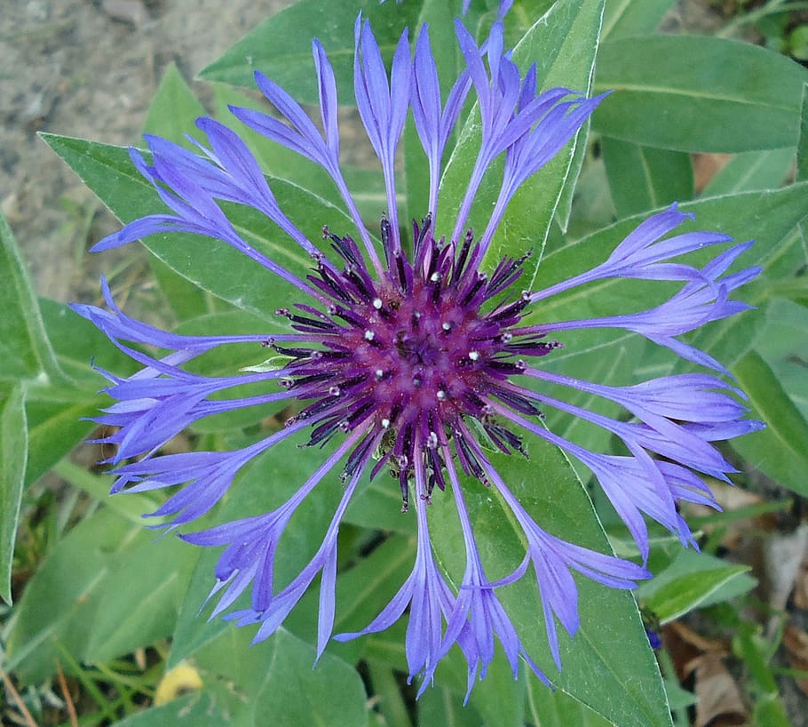cornflower, blue, flowering plant, beauty in nature, vulnerability HD wallpaper