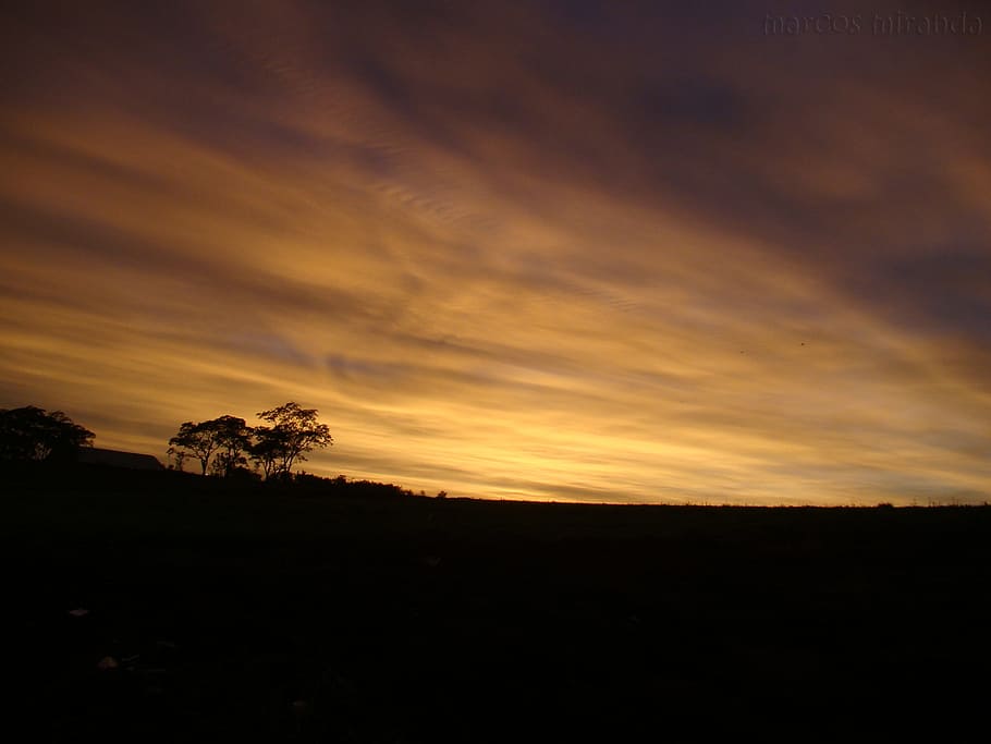gold, dawn, silhouette, trees, sky, sunset, beauty in nature HD wallpaper