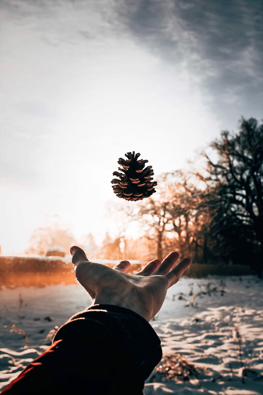 person trowing pine con during daytime photography, shallow focus photography of person catching pinecone in mid-air during daytime HD wallpaper