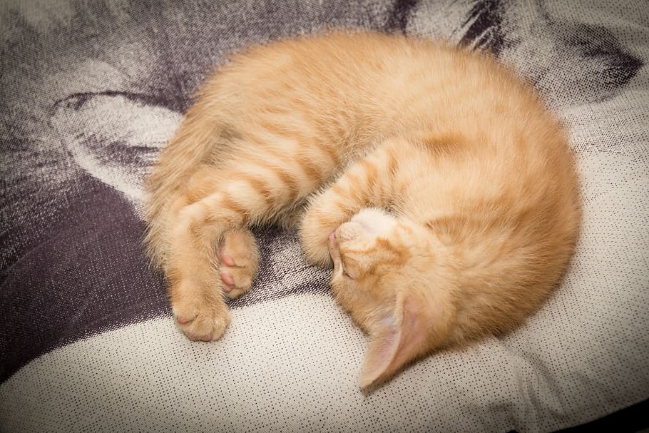 orange tabby cat sleeping on gray surface, kitten, pets, young cat HD wallpaper