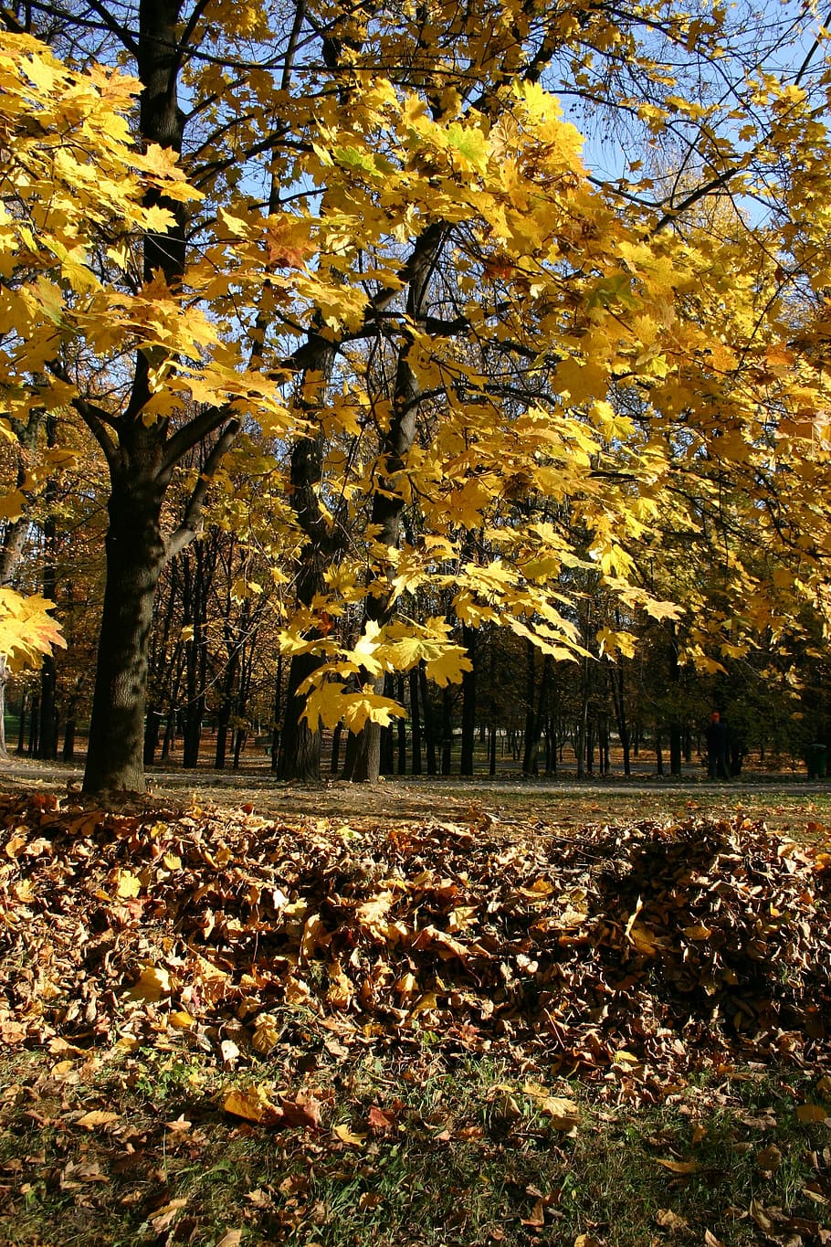 park, forest, autumn, tree, foliage, october, nature, change HD wallpaper