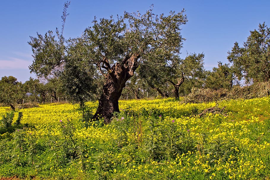 Olive flowers 1080P, 2K, 4K, 5K HD wallpapers free download | Wallpaper