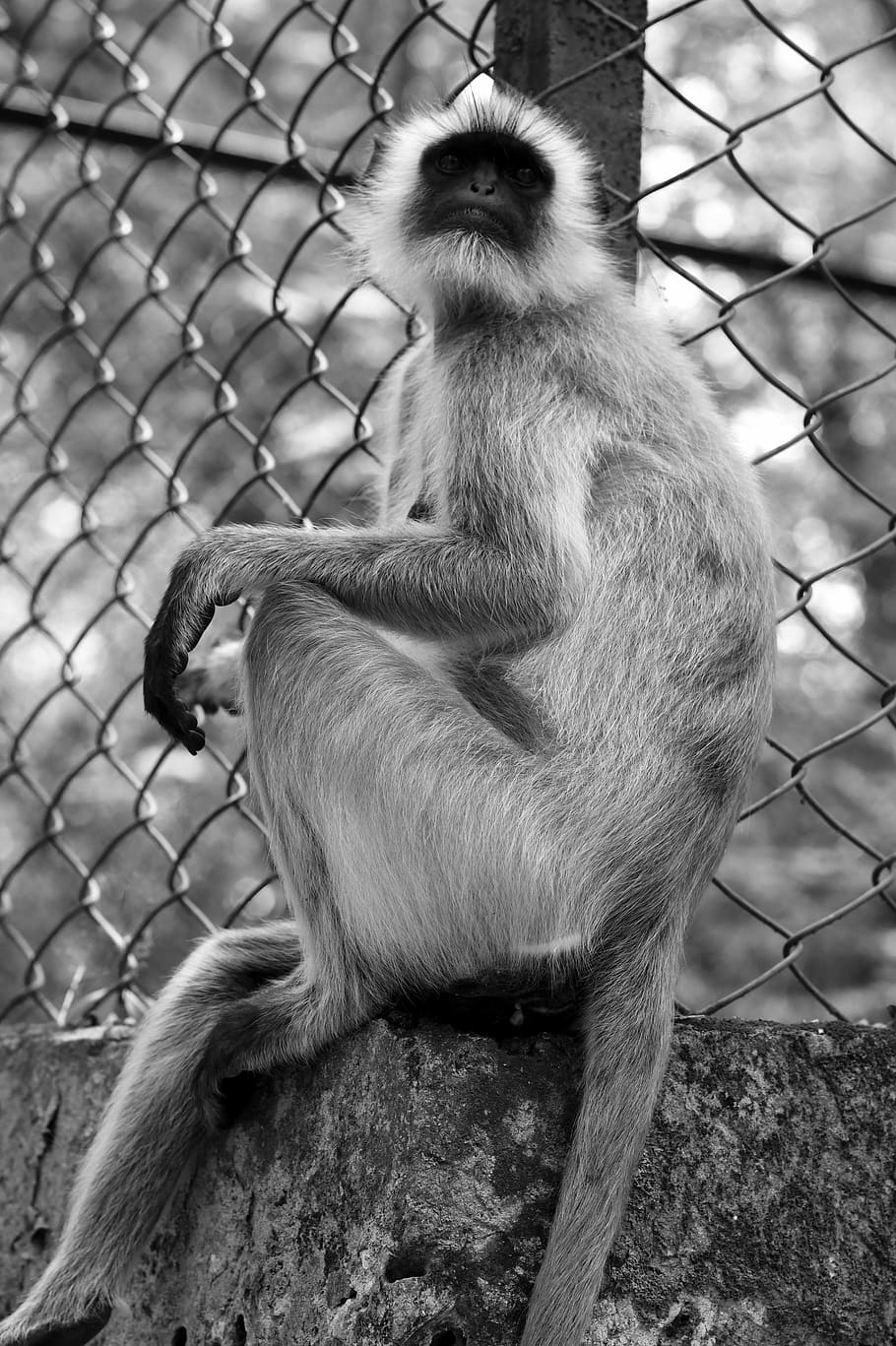 monkey, primate, ape, wildlife, mammal, animal themes, vertebrate HD wallpaper