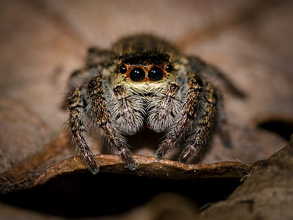 macro photography of jumping spider perched on brown leaf, small spider HD wallpaper