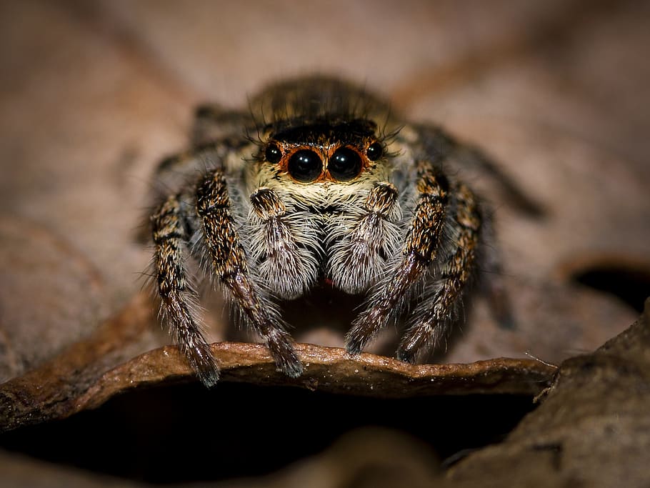 macro photography of jumping spider perched on brown leaf, small spider HD wallpaper