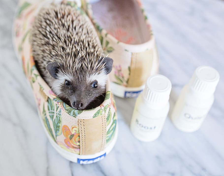 Brown Hedgehog in Brown-and-green Keds Low-top Sneakers With Bottles