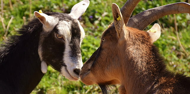 two black and brown goats, pair, smooch, cute, funny, nature HD wallpaper
