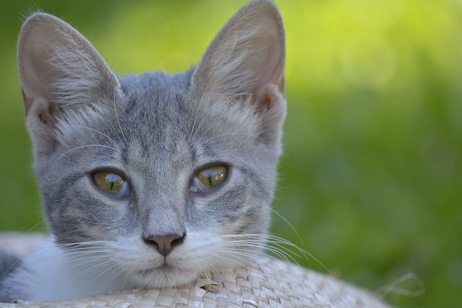 Animals, Cat, Attentive, Pet, looking at camera, one animal HD wallpaper