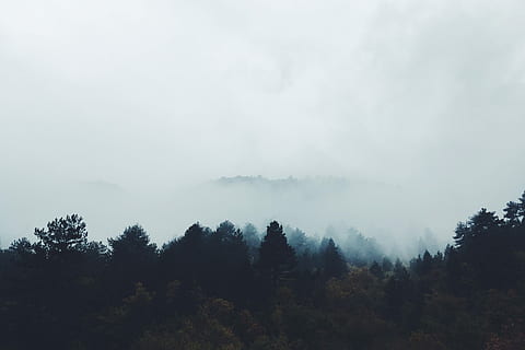 Far far away…, landscape photo of green trees, woodland, forest HD wallpaper