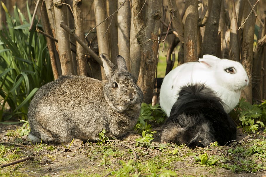 Rabbit, Spring, Garden, Pet, bunny, day, animal, animal themes HD wallpaper