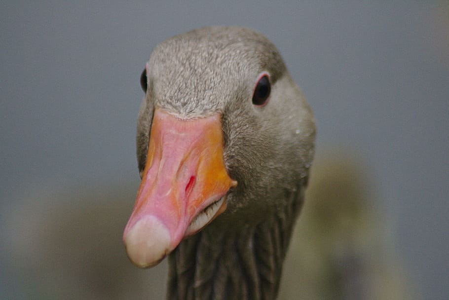 duck, head, bill, water, plumage, animal, creature, nature HD wallpaper