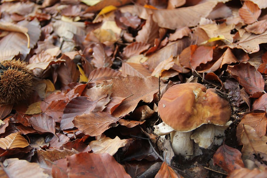 undergrowth, mushrooms, cep, autumn, leaf, dry, plant part HD wallpaper