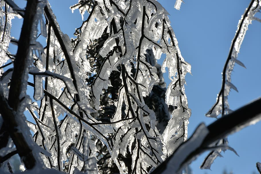 ice, ze, winter, cold, frost, crystal, snow, icy, tree, plant HD wallpaper