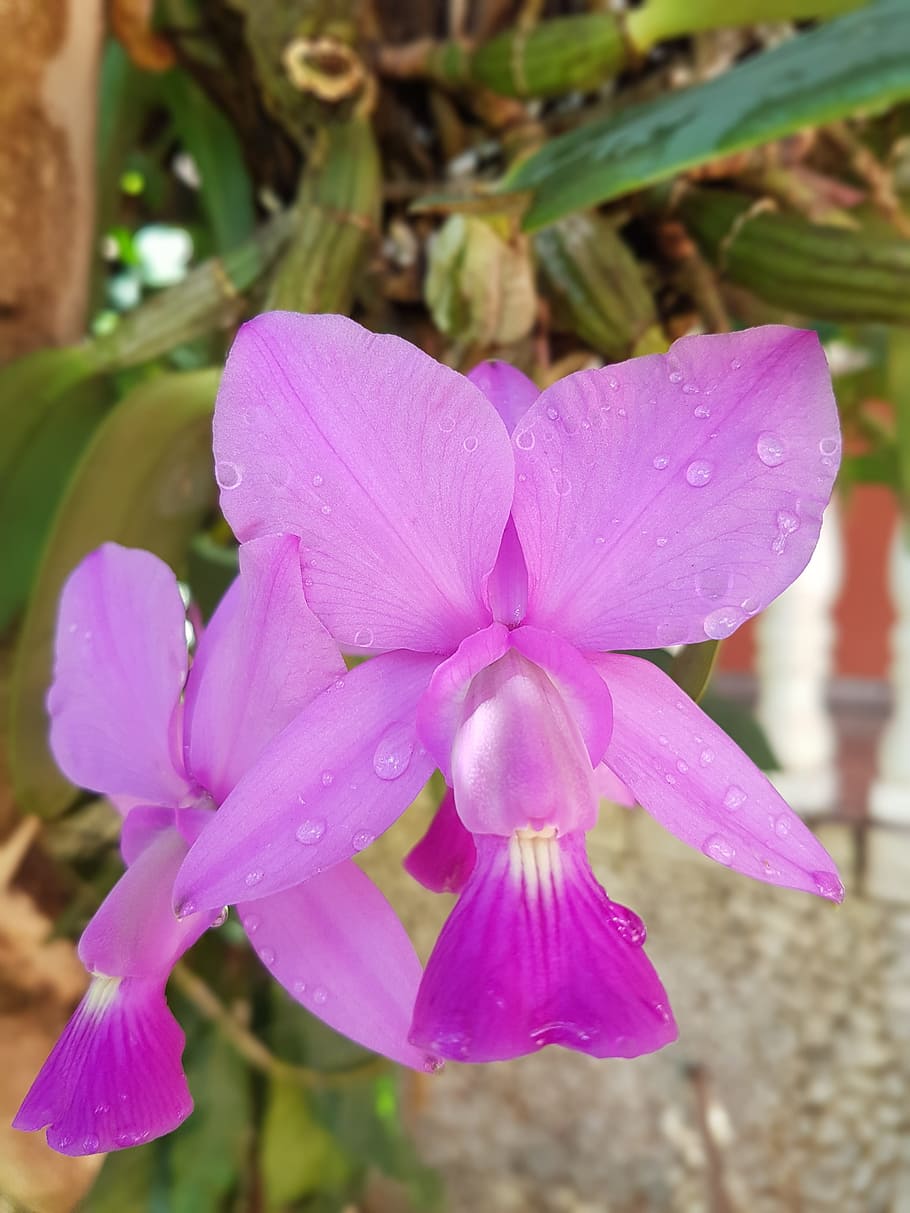 orchid, flower, botanist, lilac orchid, nature, orquidea, flowering plant, HD wallpaper
