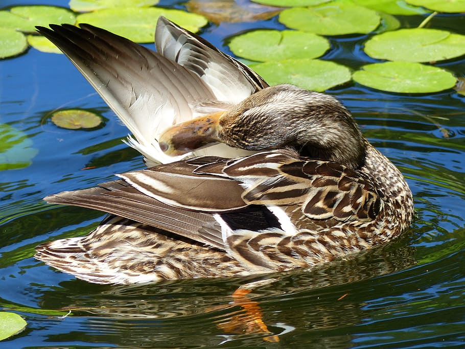 duck, water, bird, feathered, nature, wildlife, animal, mallard HD wallpaper