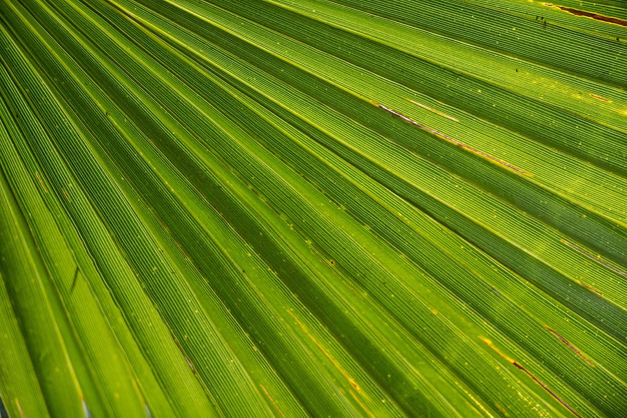 closeup photo of green leaf, palm, james, palm tree, beach HD wallpaper
