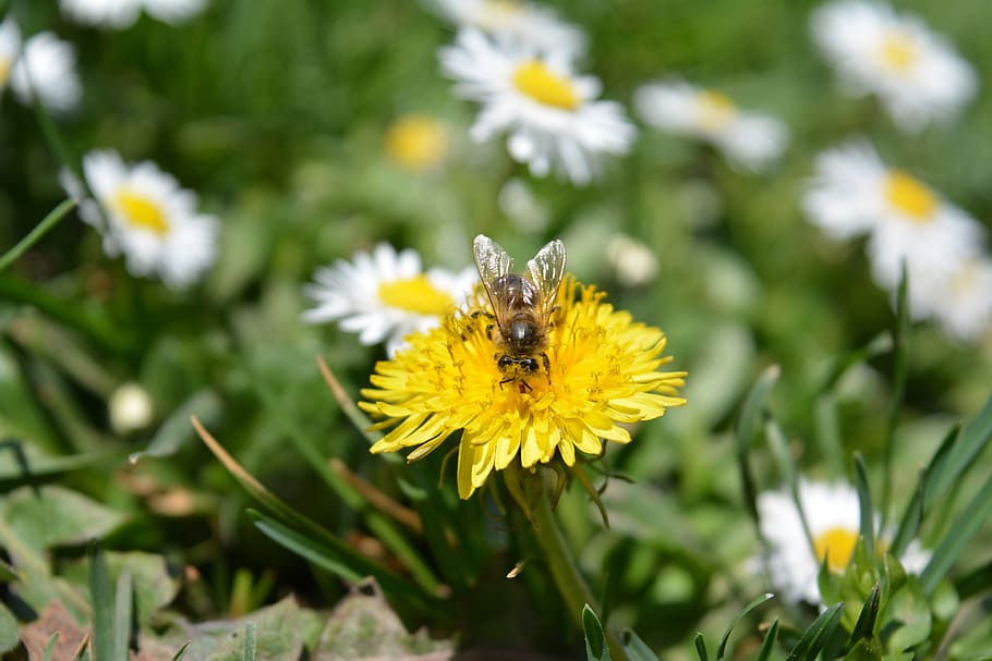 Spring, Flower, Bloom, Blossom, Bee, pollen, yellow, meadow HD wallpaper