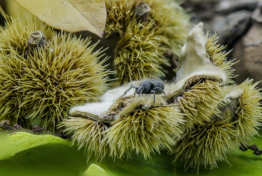 autumn, beech nut, nature, fall, beechnut, macro, weevil, beetle HD wallpaper