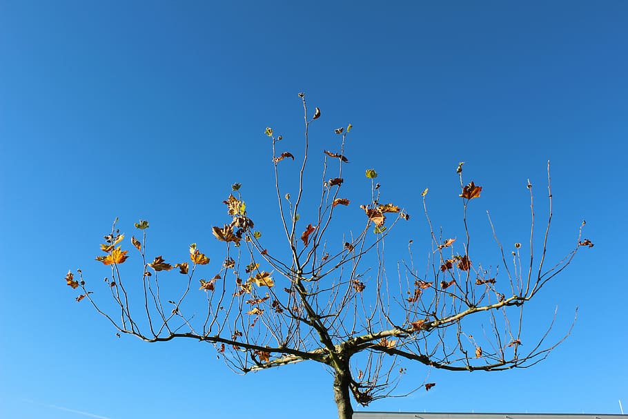 tree, sky, autumn, leaves, blue, plant, branch, low angle view HD wallpaper