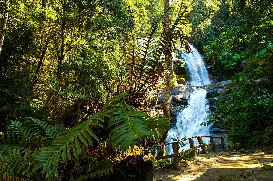 waterfall, forest, landscape, tree, plant, beauty in nature HD wallpaper