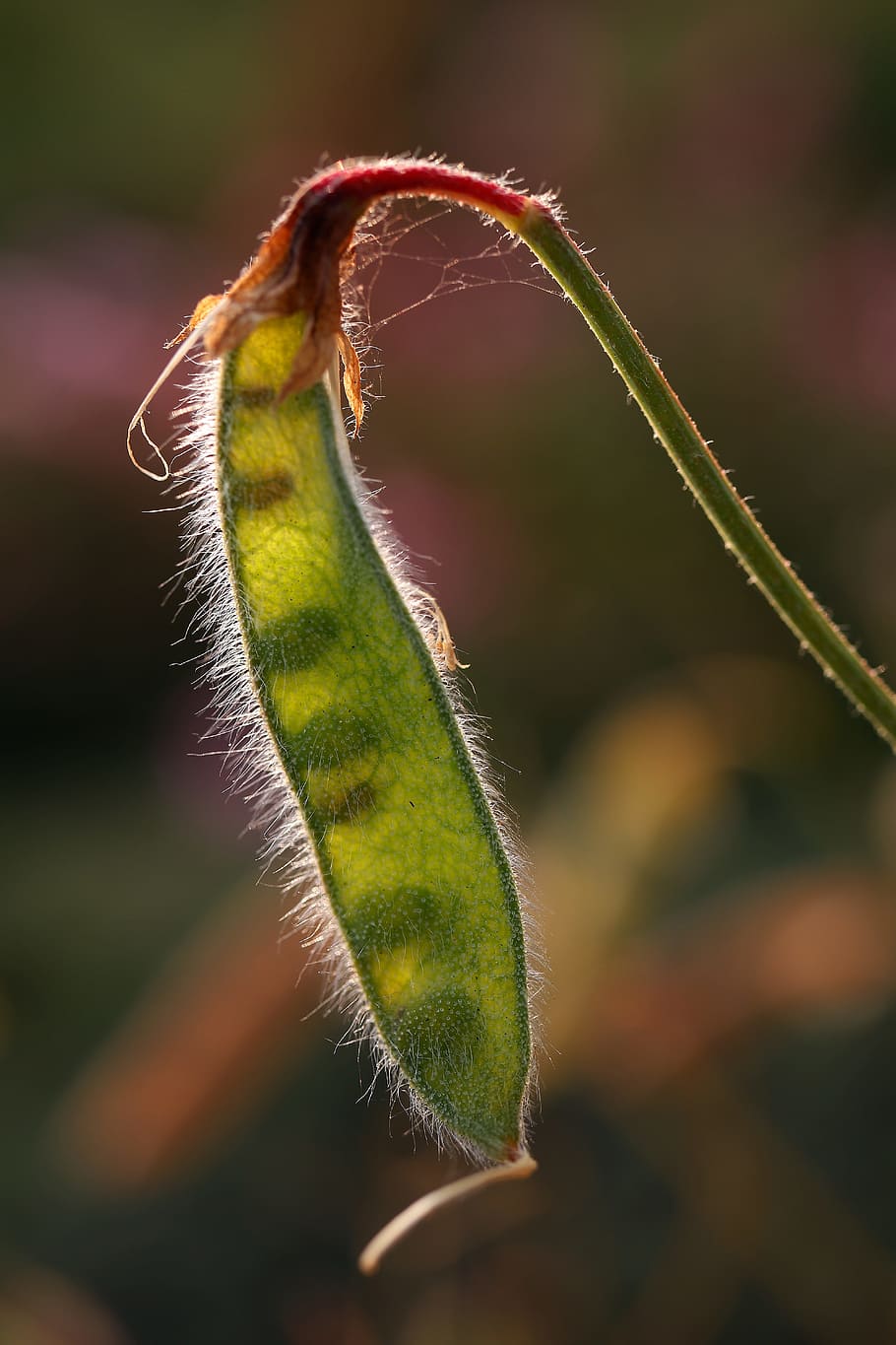 beans, against light, nature, one animal, animal themes, close-up HD wallpaper