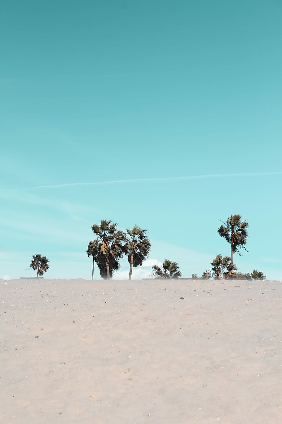 Lost in Venice, trees stand on white sand, sky, palm, frond, land HD wallpaper