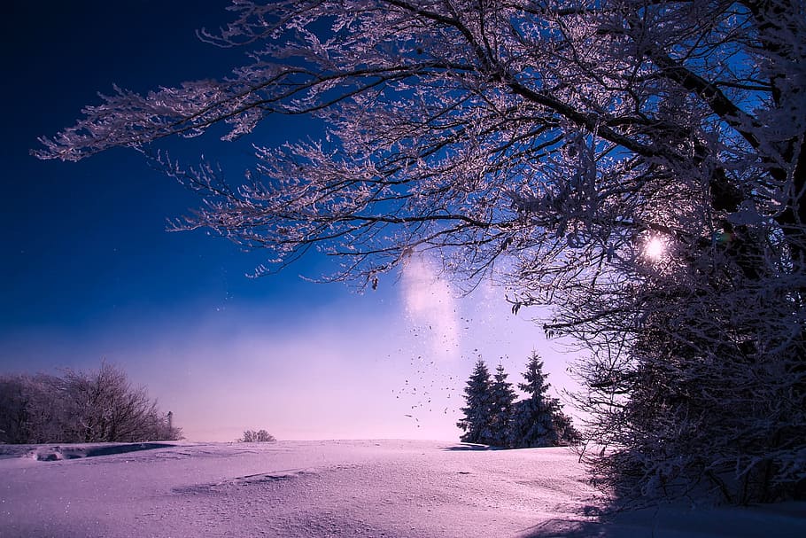 Trees Against Sky during Winter, beautiful, branches, clouds HD wallpaper
