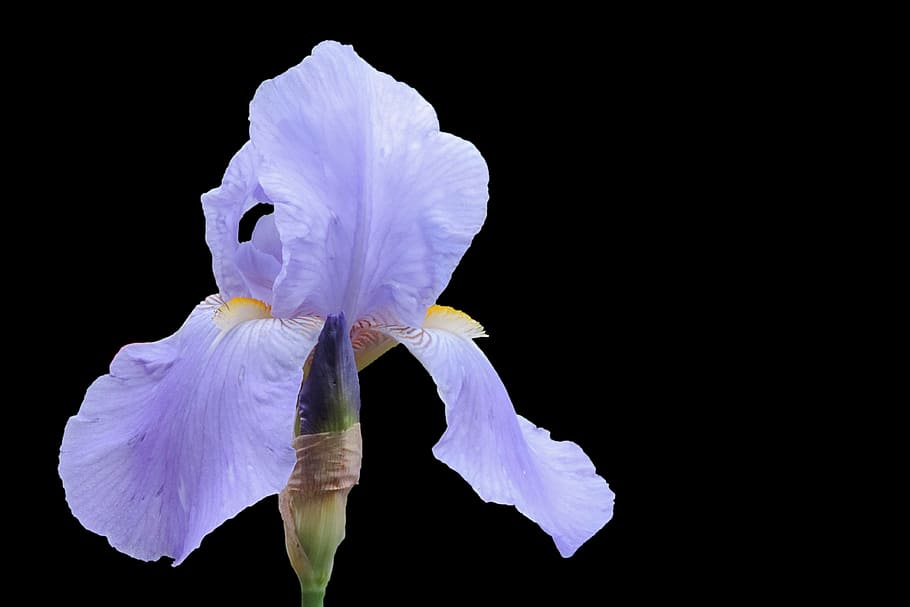 Iris, Blossom, Bloom, blue, nature, flower, plant, black Background HD wallpaper