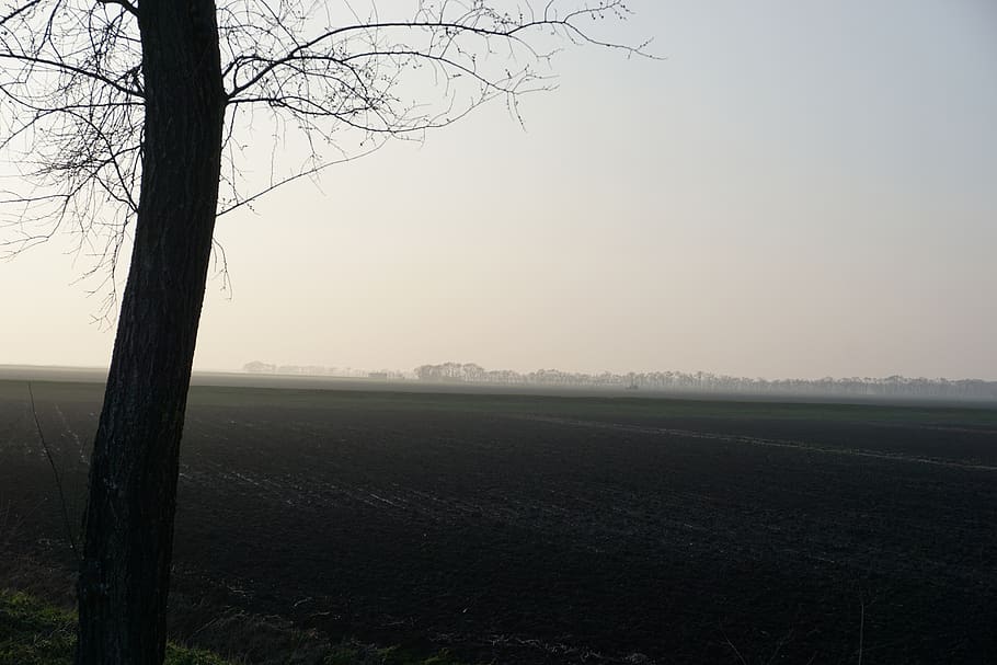 fog, tree, landscape, panoramic, tranquility, tranquil scene HD wallpaper