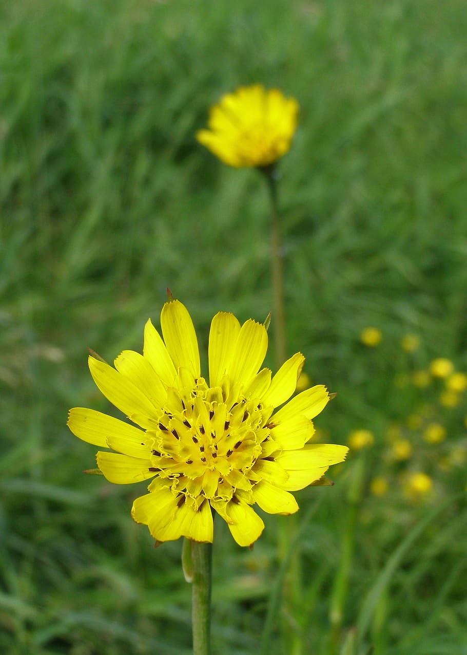 meadow salsify, spring, flower, yellow, flower field, tragopogon pratensis HD wallpaper