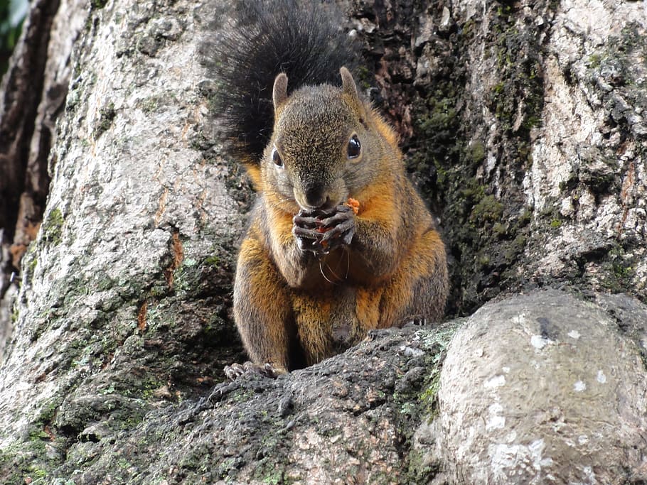 squirrel, eat, colombia, animal wildlife, animals in the wild HD wallpaper