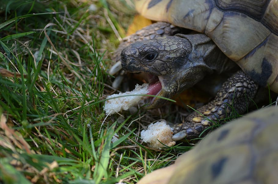 turtle, tortoise, panzer, reptile, feeding, animal themes, animal wildlife HD wallpaper