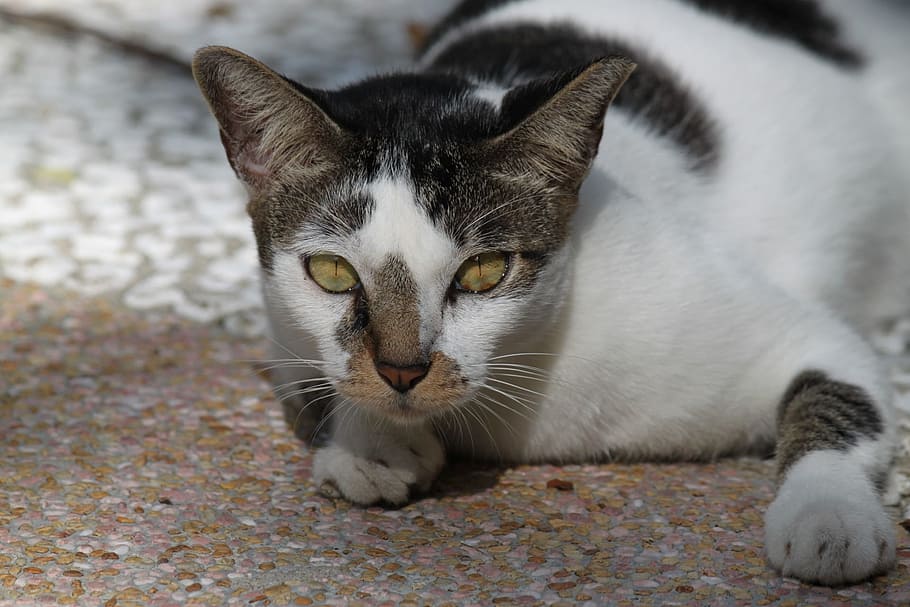 Eyes, Close-Up, Face, Alert, Cat, Feline, kitten, kitty, pet HD wallpaper