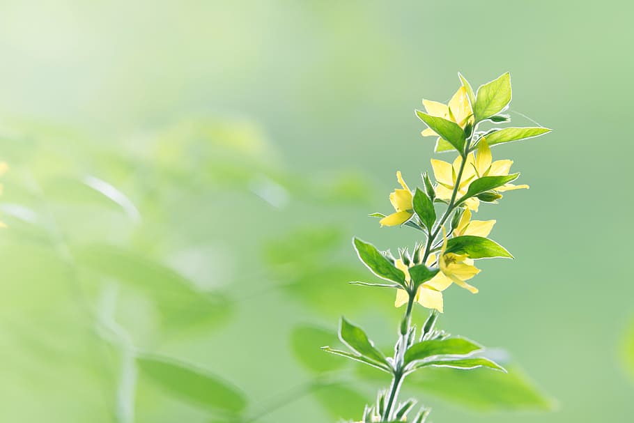 HD wallpaper: green plants, leaf, nature, blur, flower, garden, outdoor,  field | Wallpaper Flare