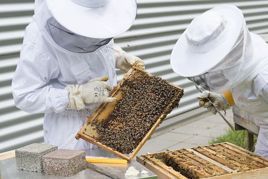 two men collecting honey, beekeeper, bees, beehive, bee breeding