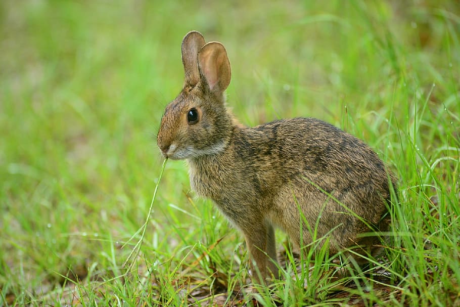 selective focus photo of brown and black rabbit, bunny, hare, HD wallpaper