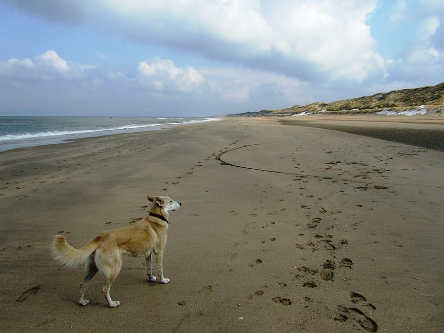 dog, sea, distant, beach, batons, water, ocean, fun, coast HD wallpaper
