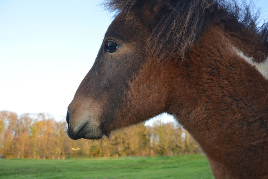 pony, profile, eye, head, young shetland pony, mane, brown HD wallpaper