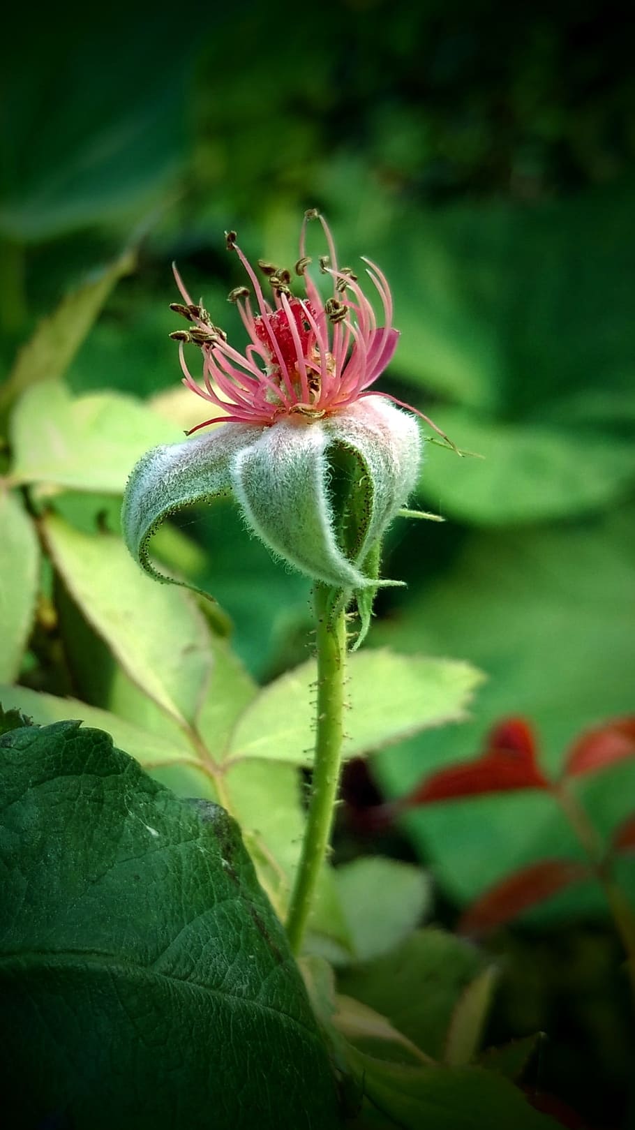 flower, rain, leaves, waters, drops, weather, landscape, new HD wallpaper