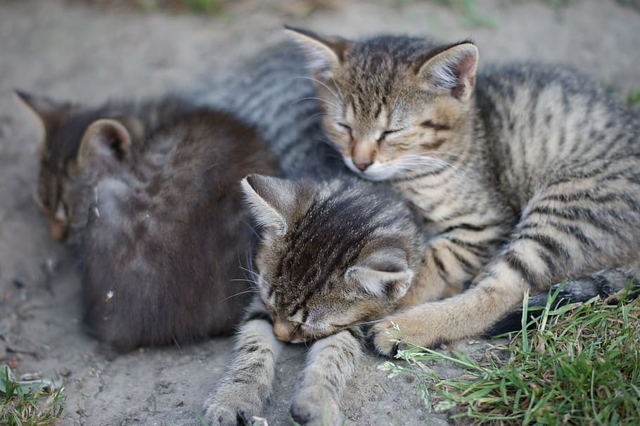 sony, dream, cats, gray, domestic cat, futrzak, animal themes HD wallpaper