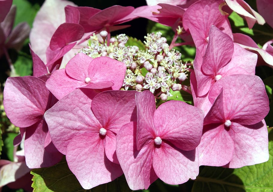 hydrangea, flower, pink, garden, summer, petal, hortensia, plant HD wallpaper