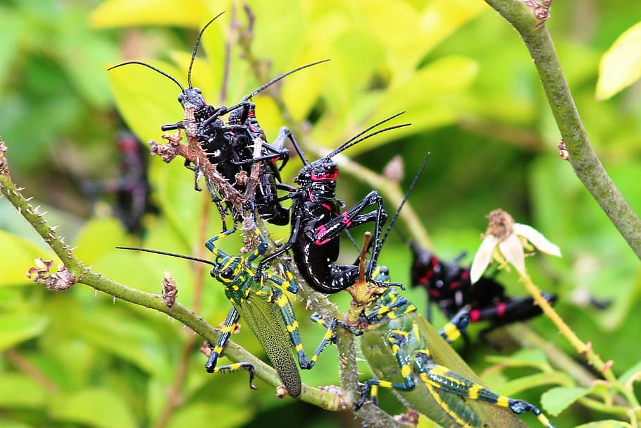 Grasshopper, Nature, Insect, green color, animal themes, full length HD wallpaper