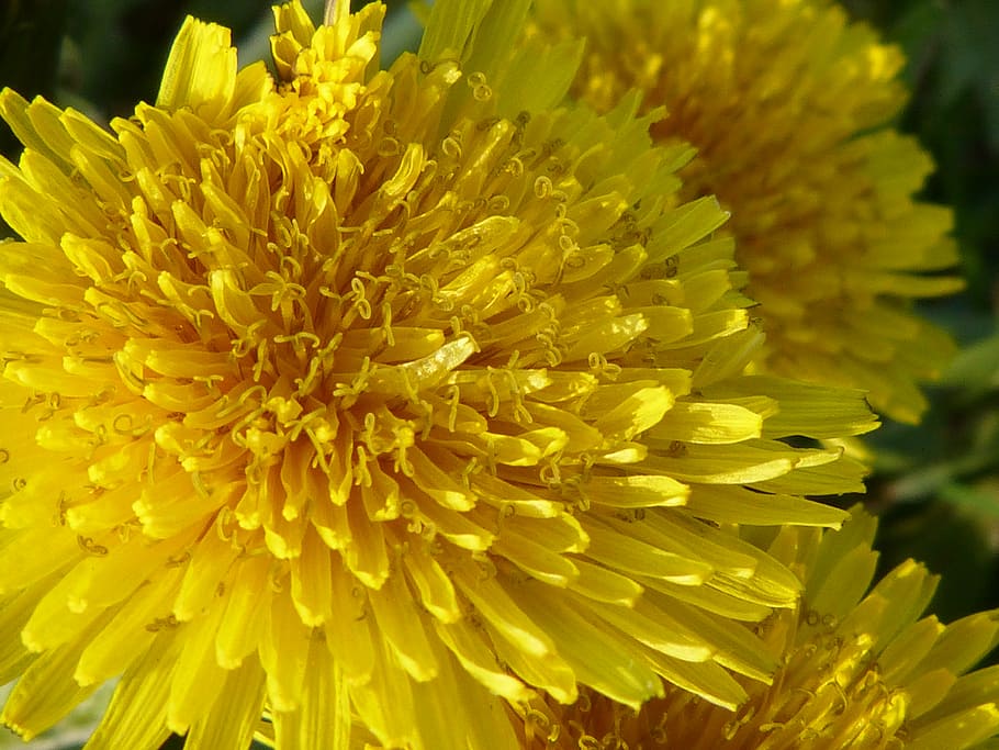 buttercup, dandelion, flowers, nature, yellow, yellow flower
