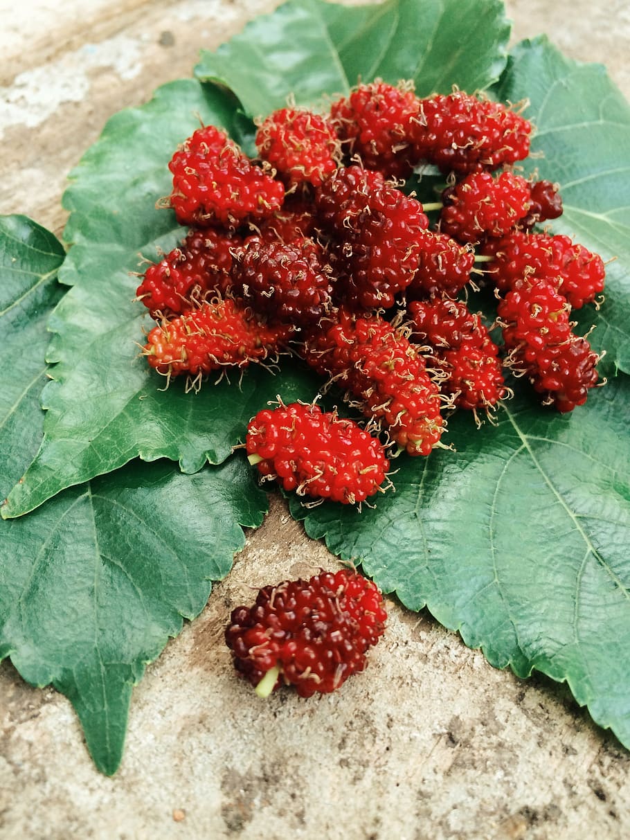 fruit, leaf, mulberries, mulberry, food and drink, strawberry HD wallpaper
