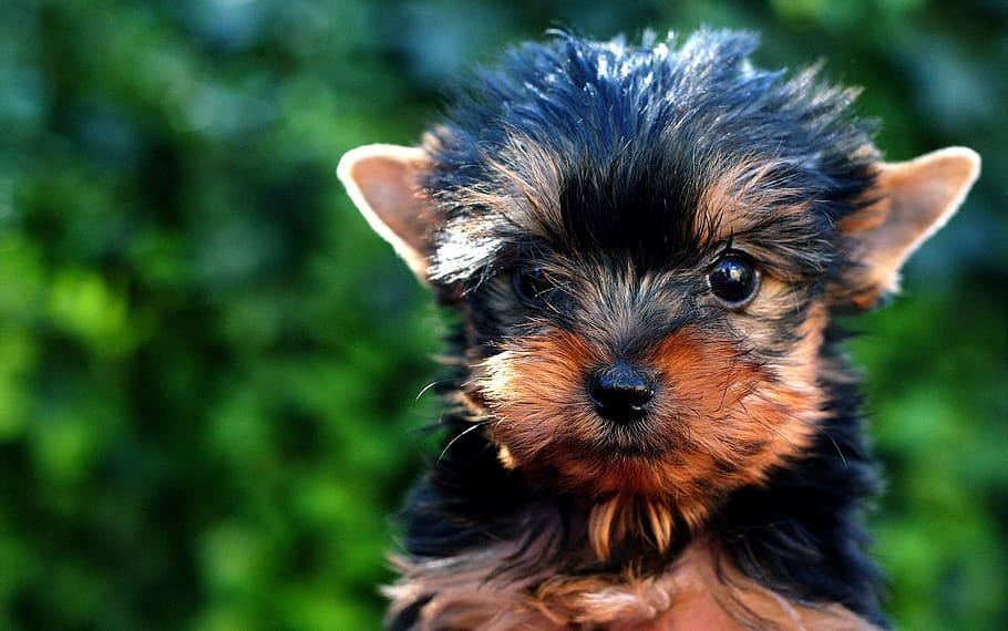 black and tan Yorkshire terrier puppy in close up photography, HD wallpaper