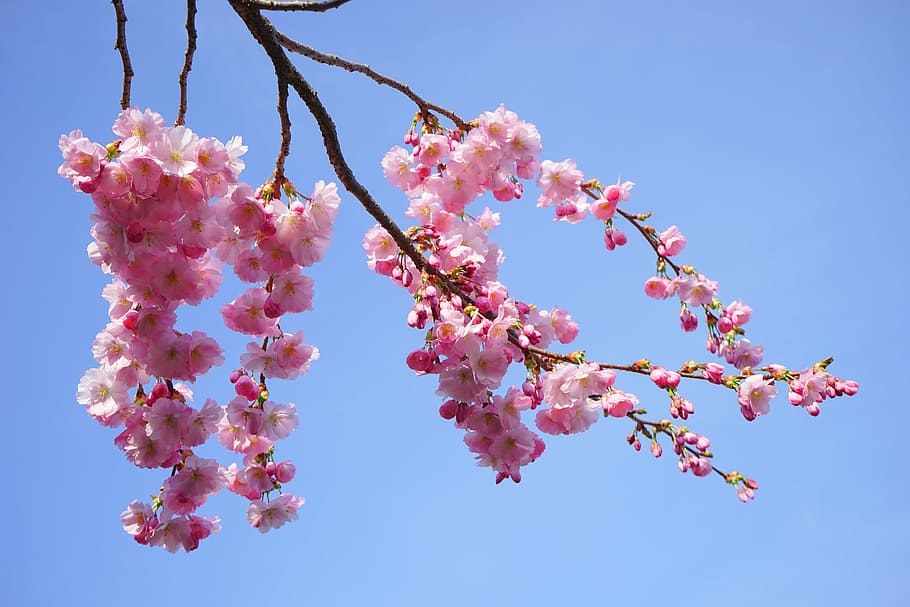 low angle photography of cherry blossom, japanese cherry trees, HD wallpaper