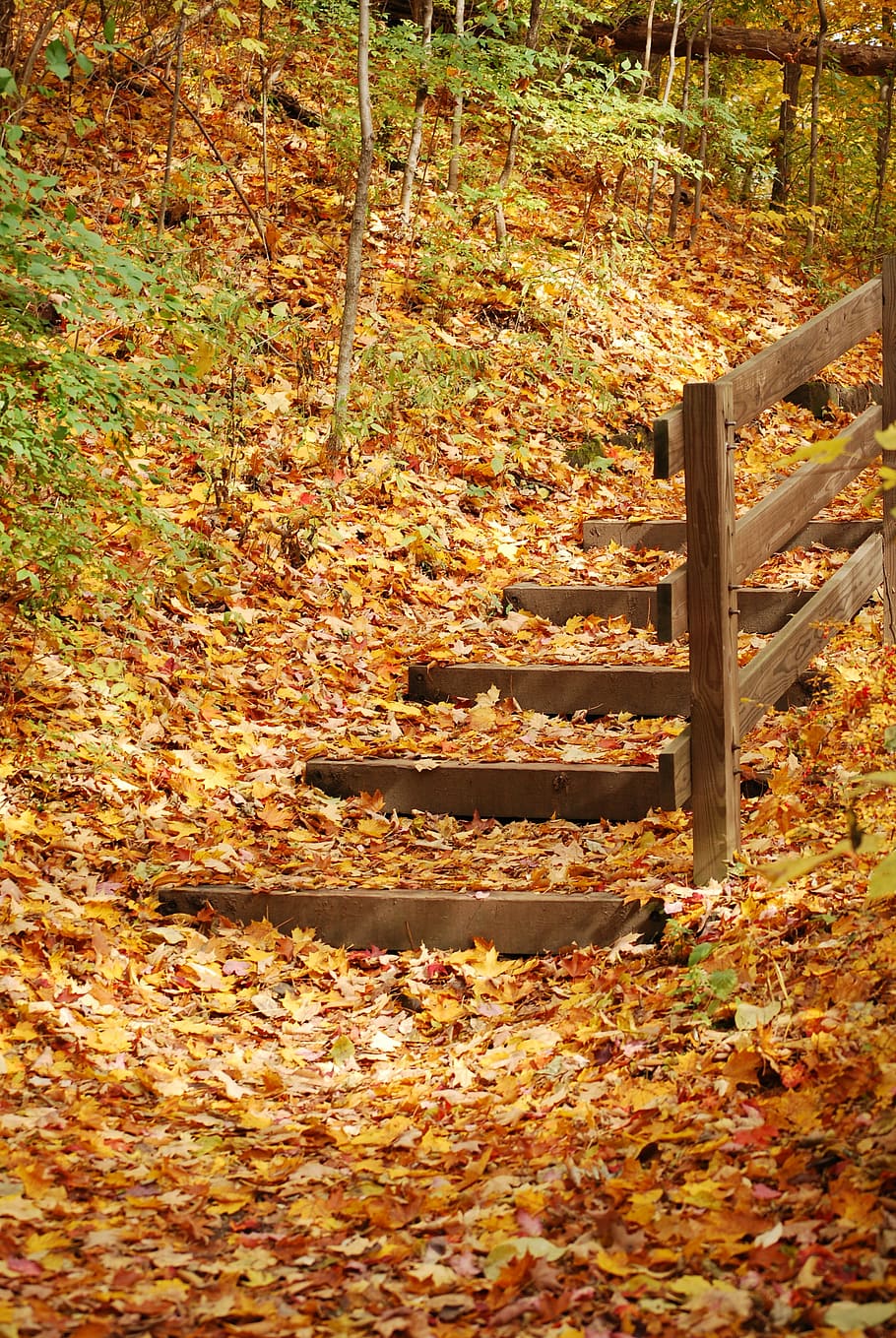 HD wallpaper: fall, autumn, stairs, yellow, orange, leaves, forest ...