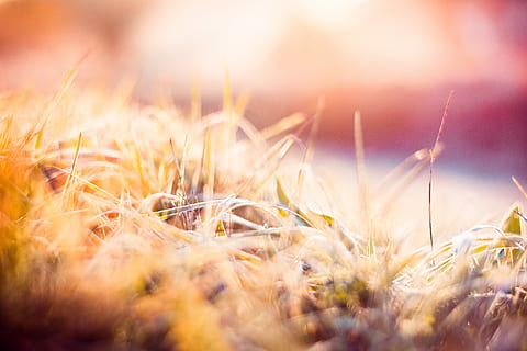 Dreamy Morning Hoarfrost on Grass, abstract, close up, cold, colorful HD wallpaper