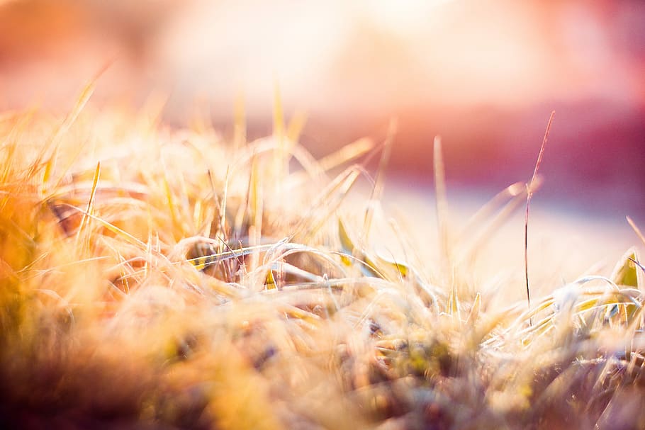 Dreamy Morning Hoarfrost on Grass, abstract, close up, cold, colorful HD wallpaper