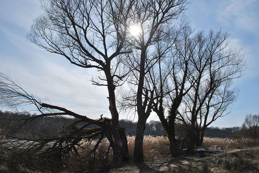 tree, landscape, nature, winter, bare tree, sky, plant, tranquility HD wallpaper